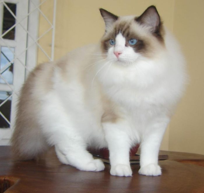 Mochi