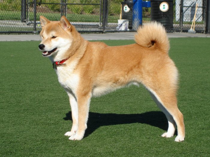 Zoé