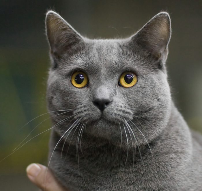 Maël