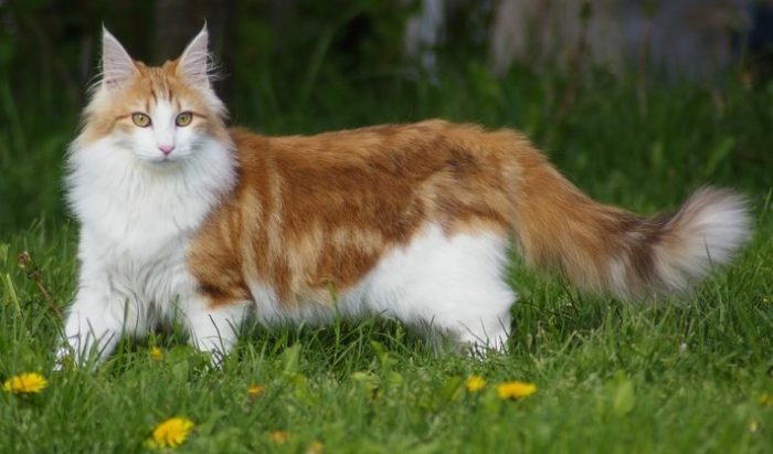 Photo de l'élevage Chatterie des Monédières