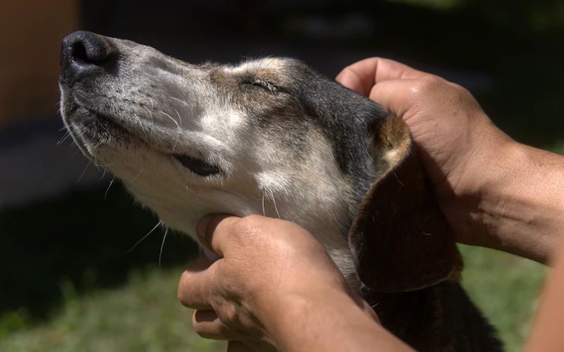 Comportementaliste, ostéopathe, kiné animalier : quel praticien pour mon chien ?