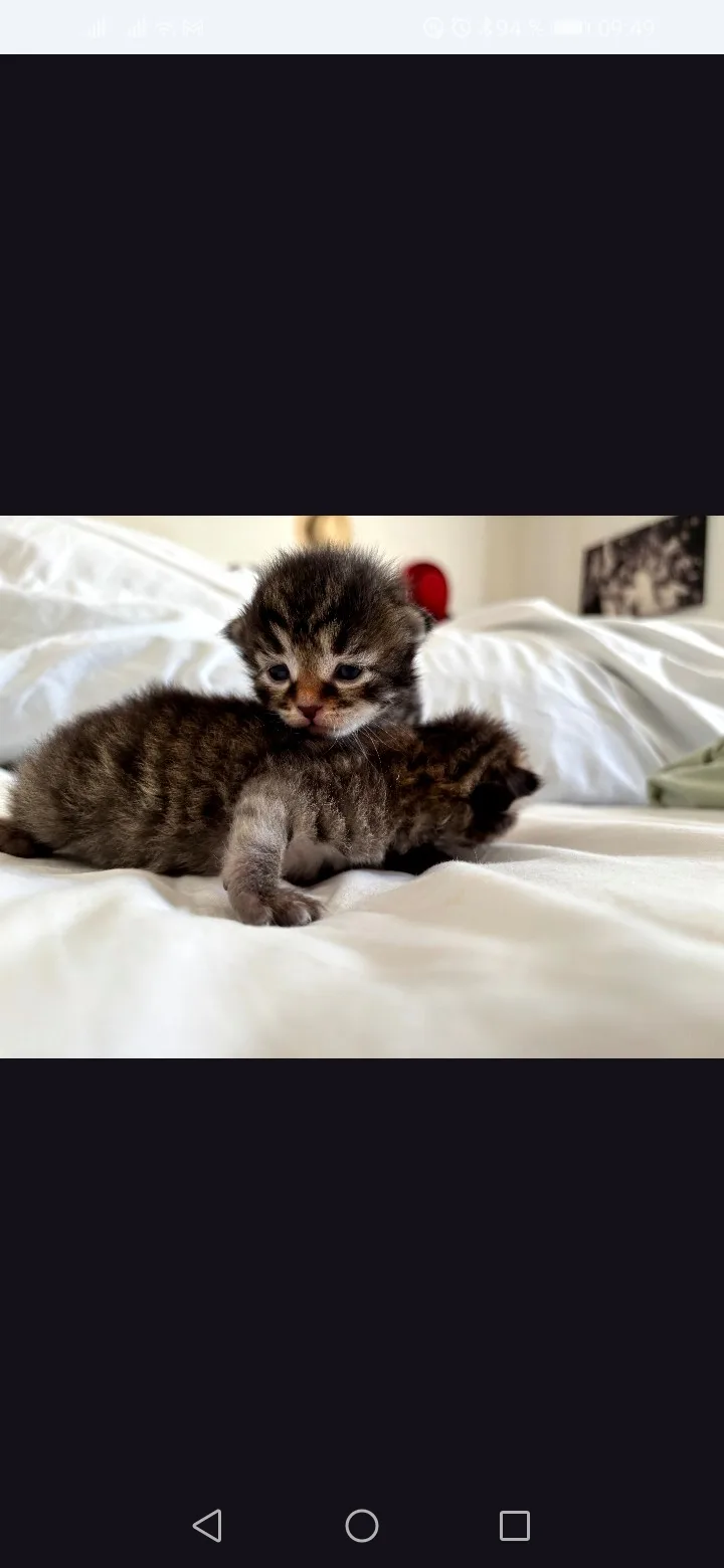 Jeune chaton sibérien