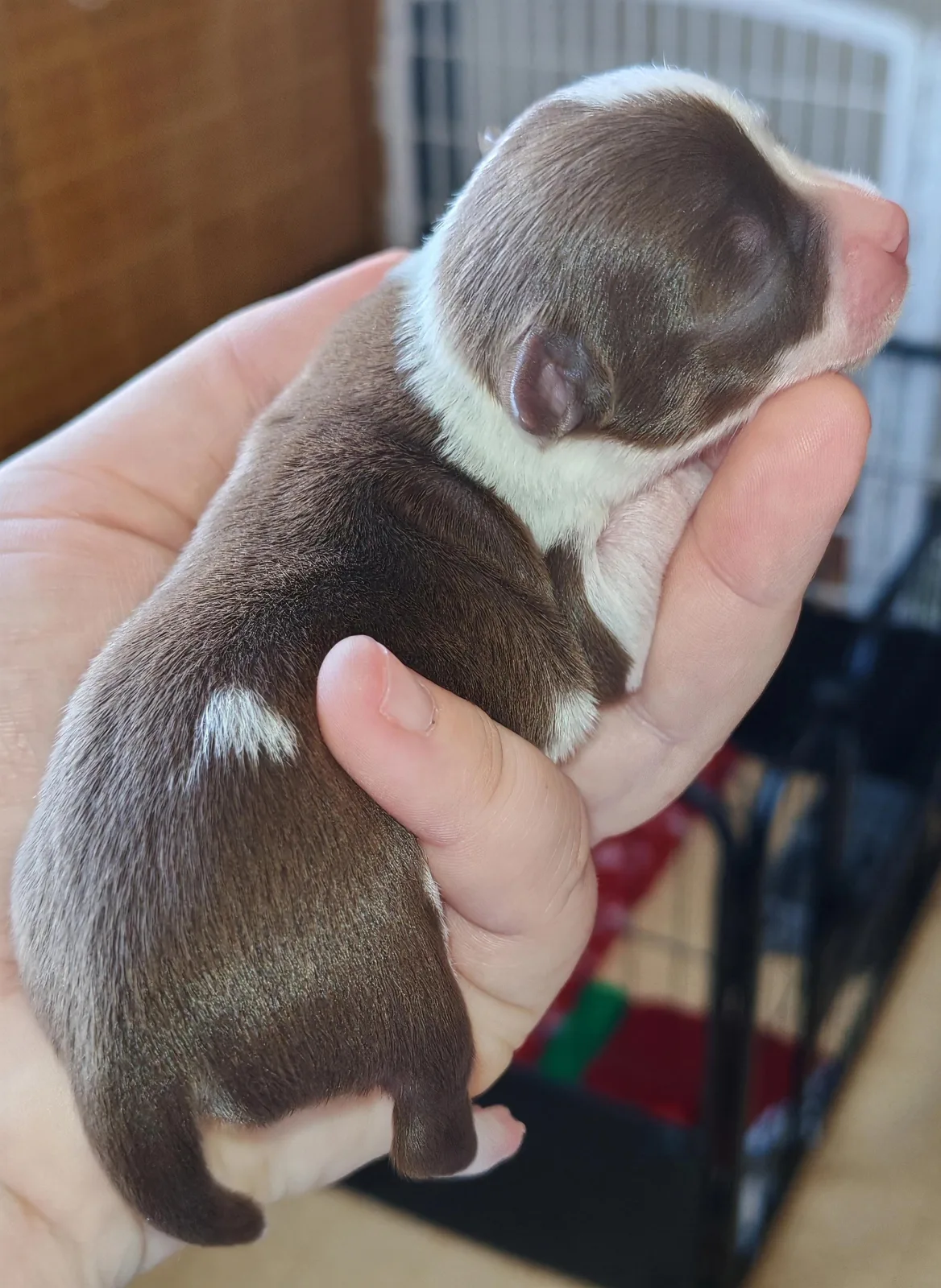 choco