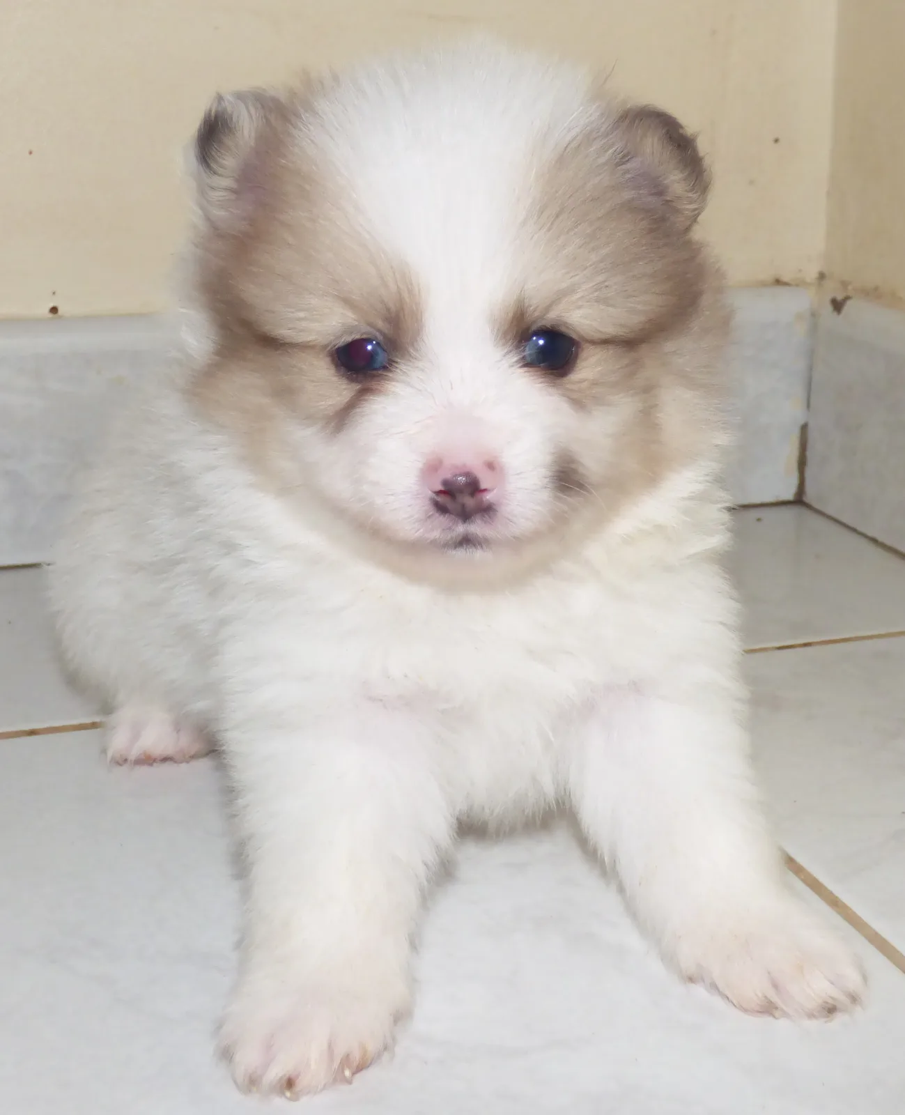 Lili