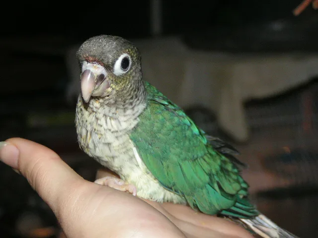 Limule