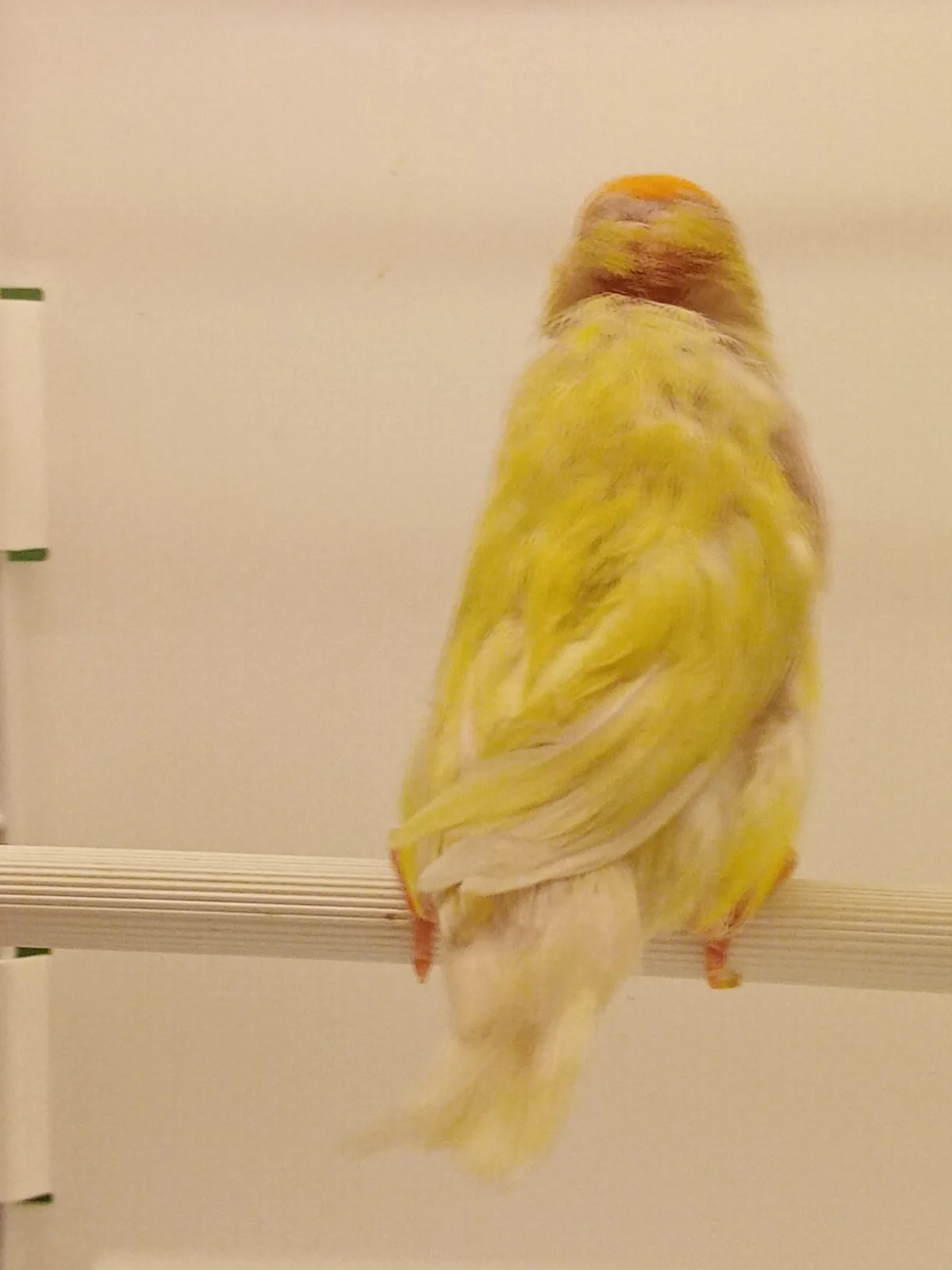 pouf