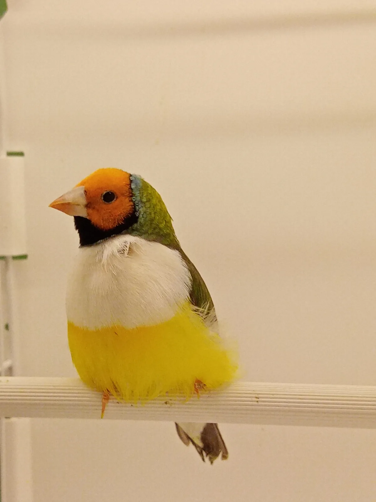 Speedy