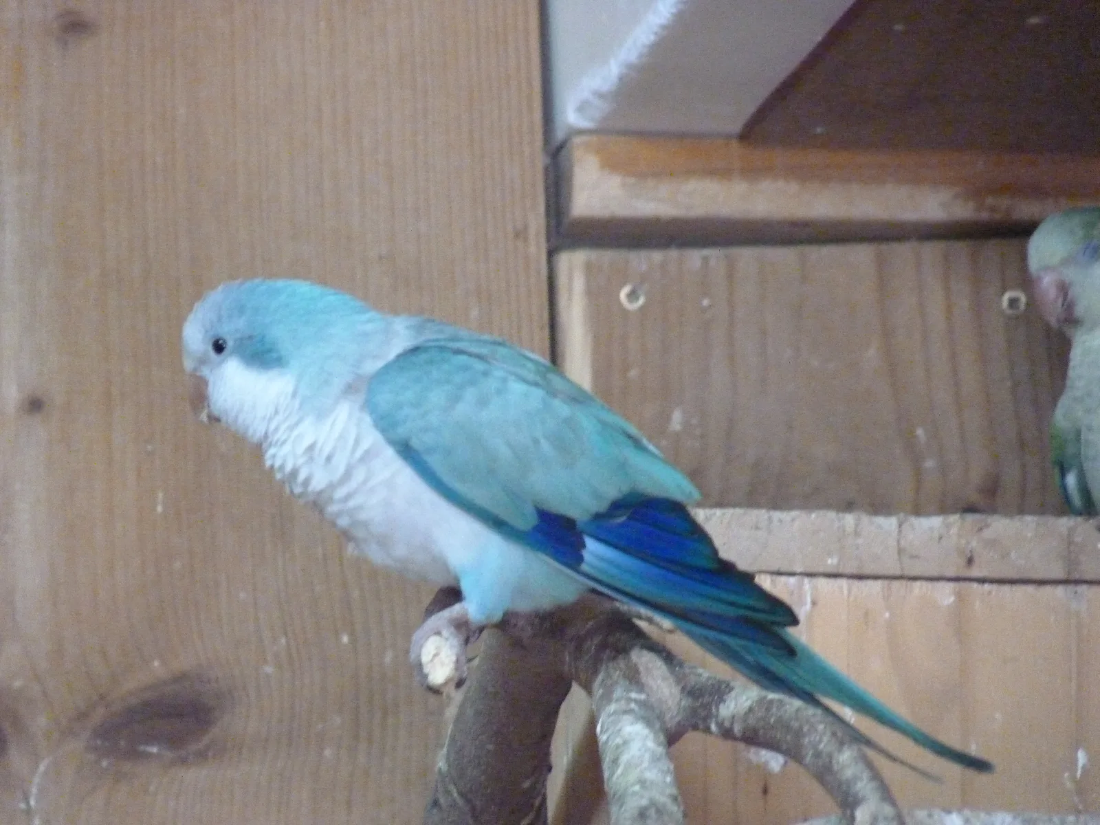 Toupie