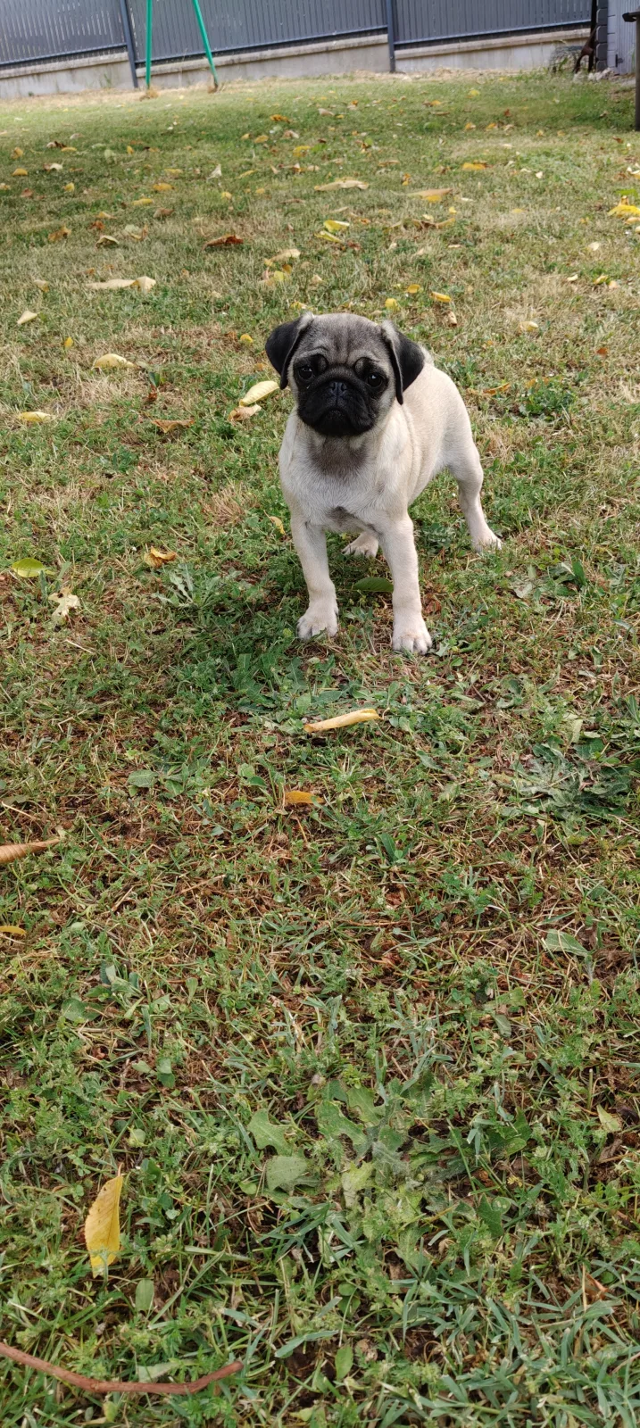 BAYA