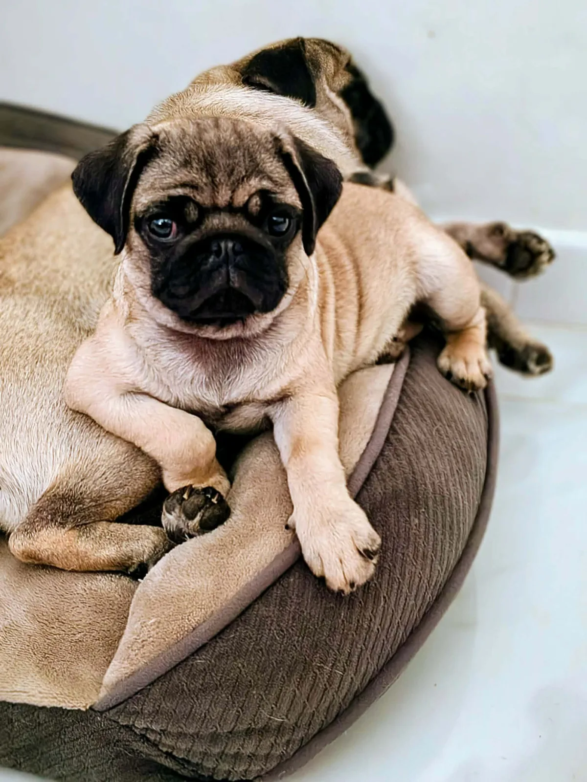 BAYA