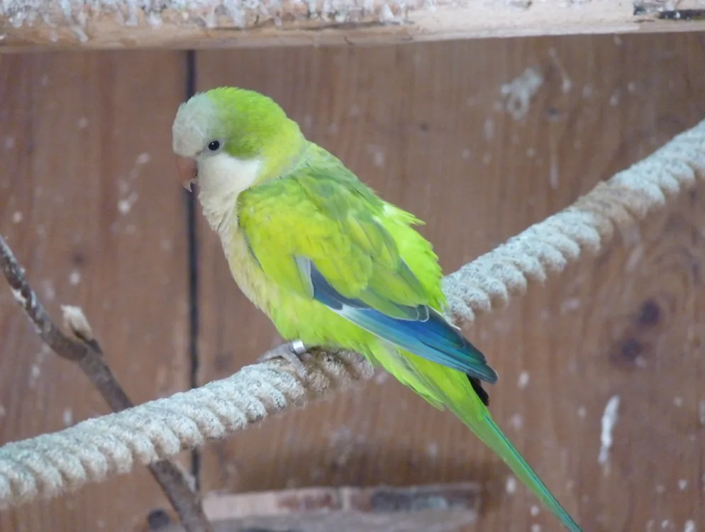 Binou