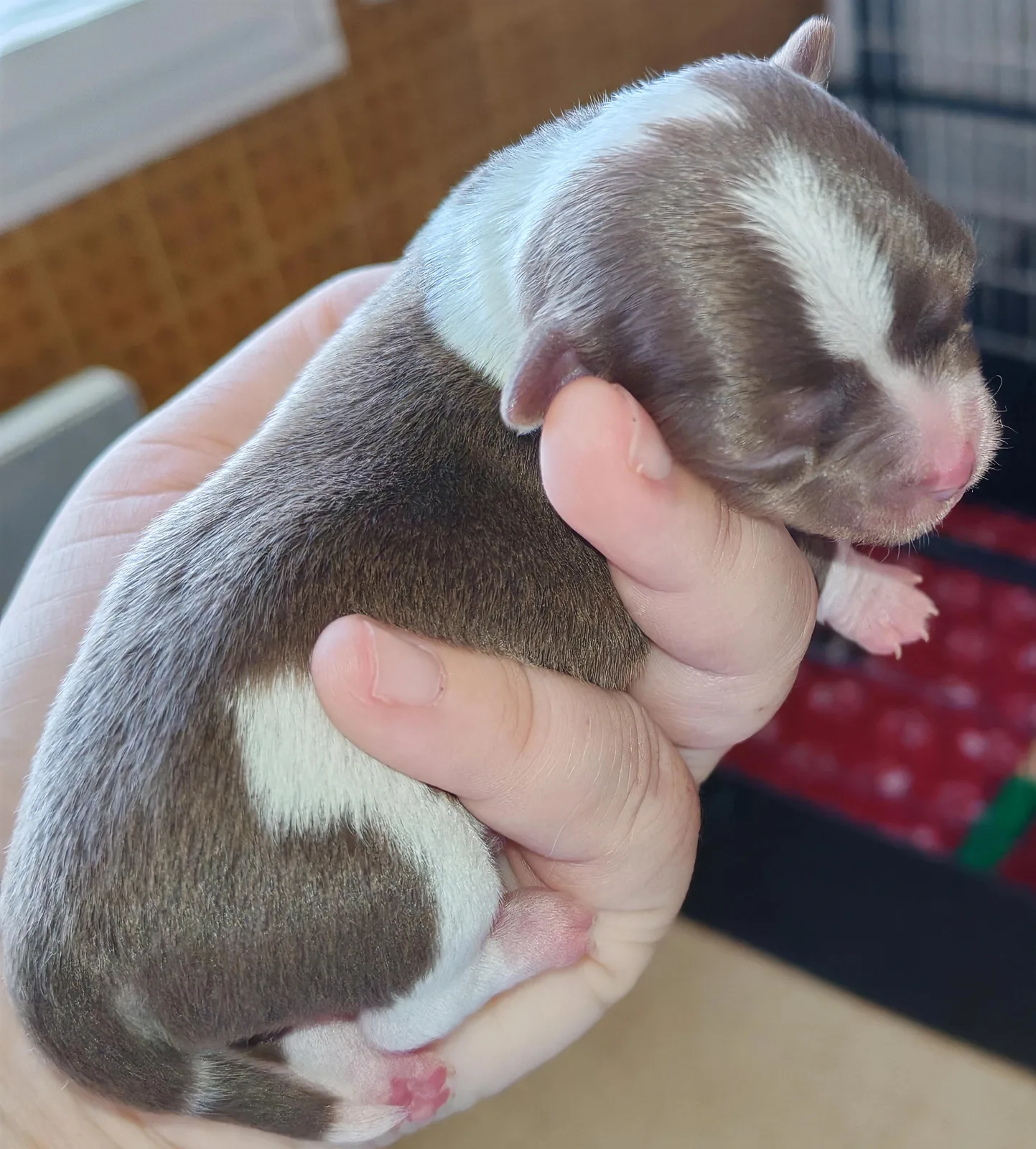 coco