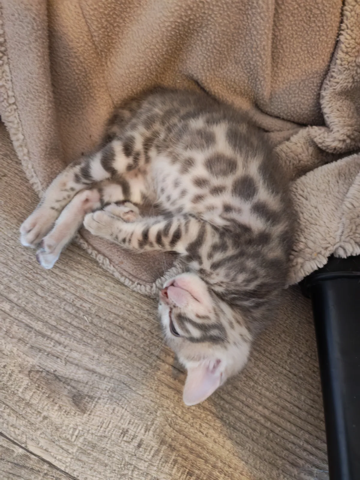Bindi Galactic Bengal