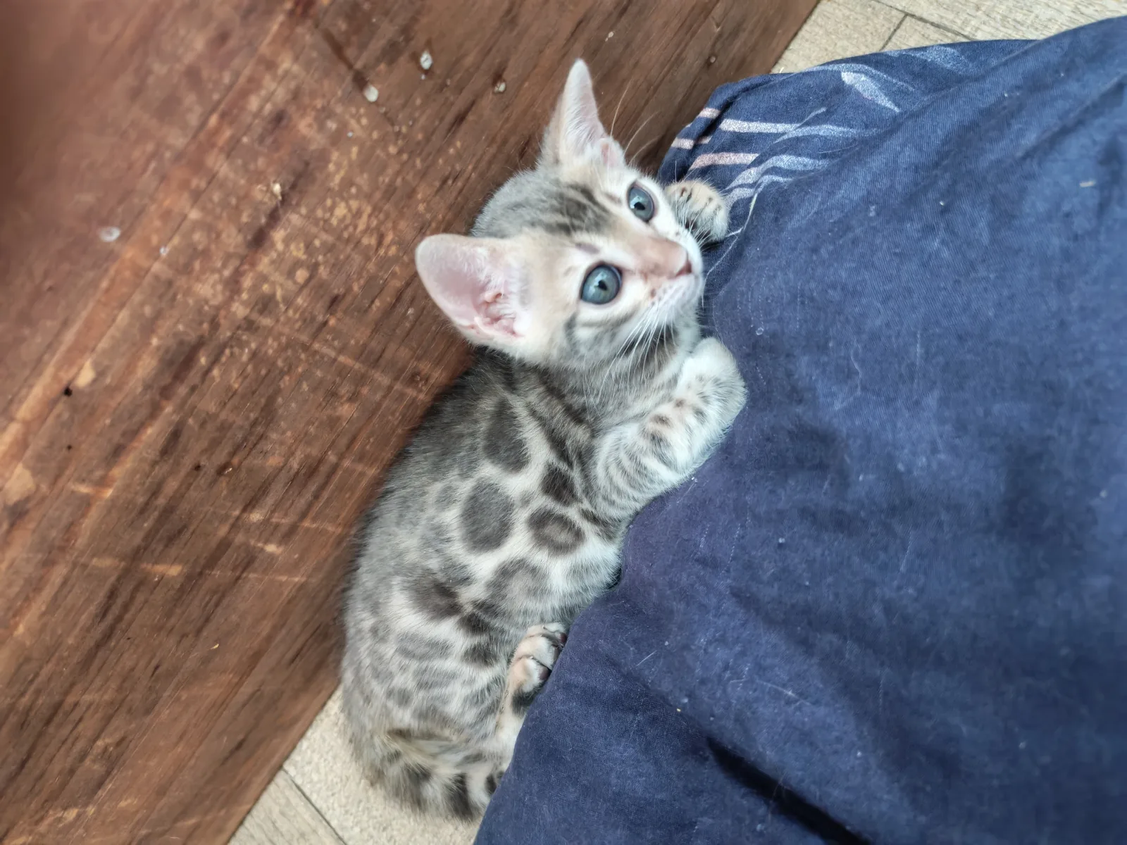 Bindi Galactic Bengal