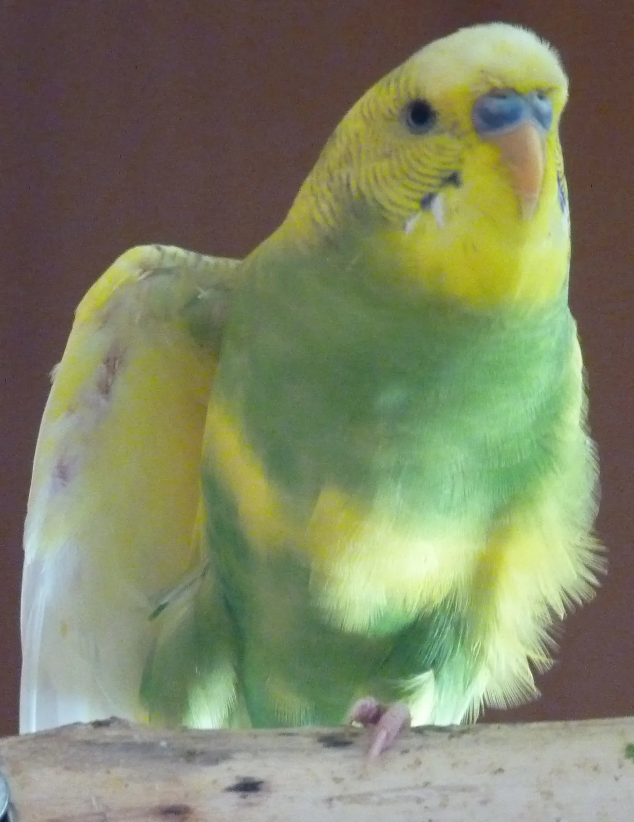 Ziggy