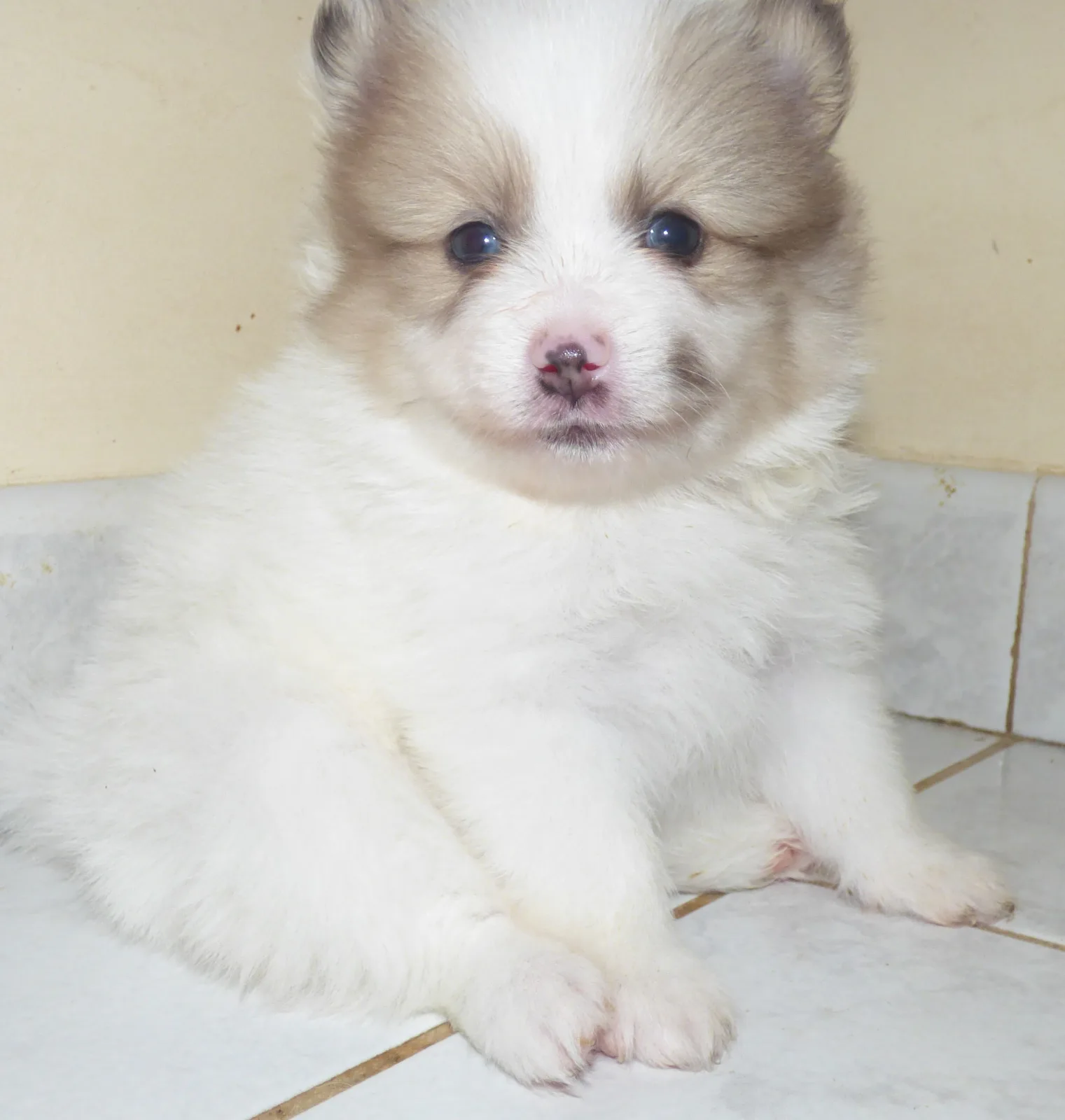 Lili