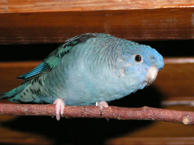 Bob