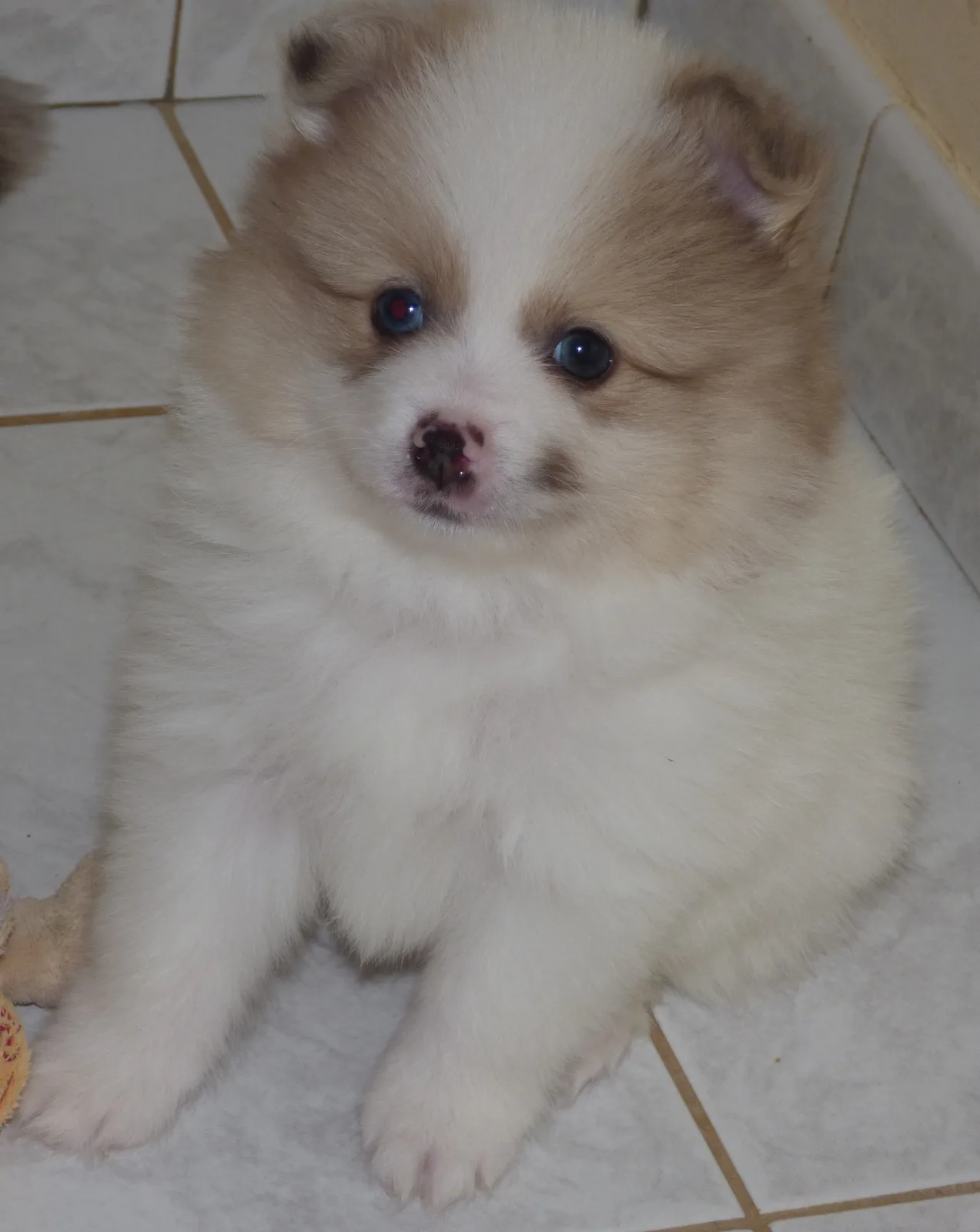 Lili