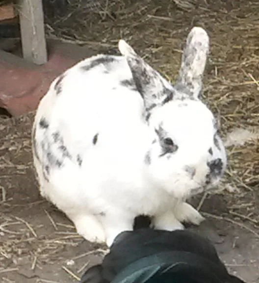 Bugs Bunny