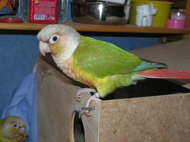 Jojo