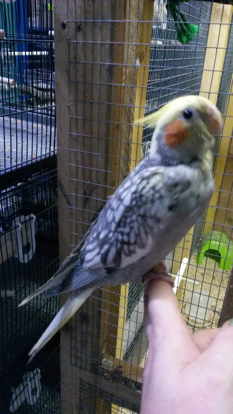 Spike