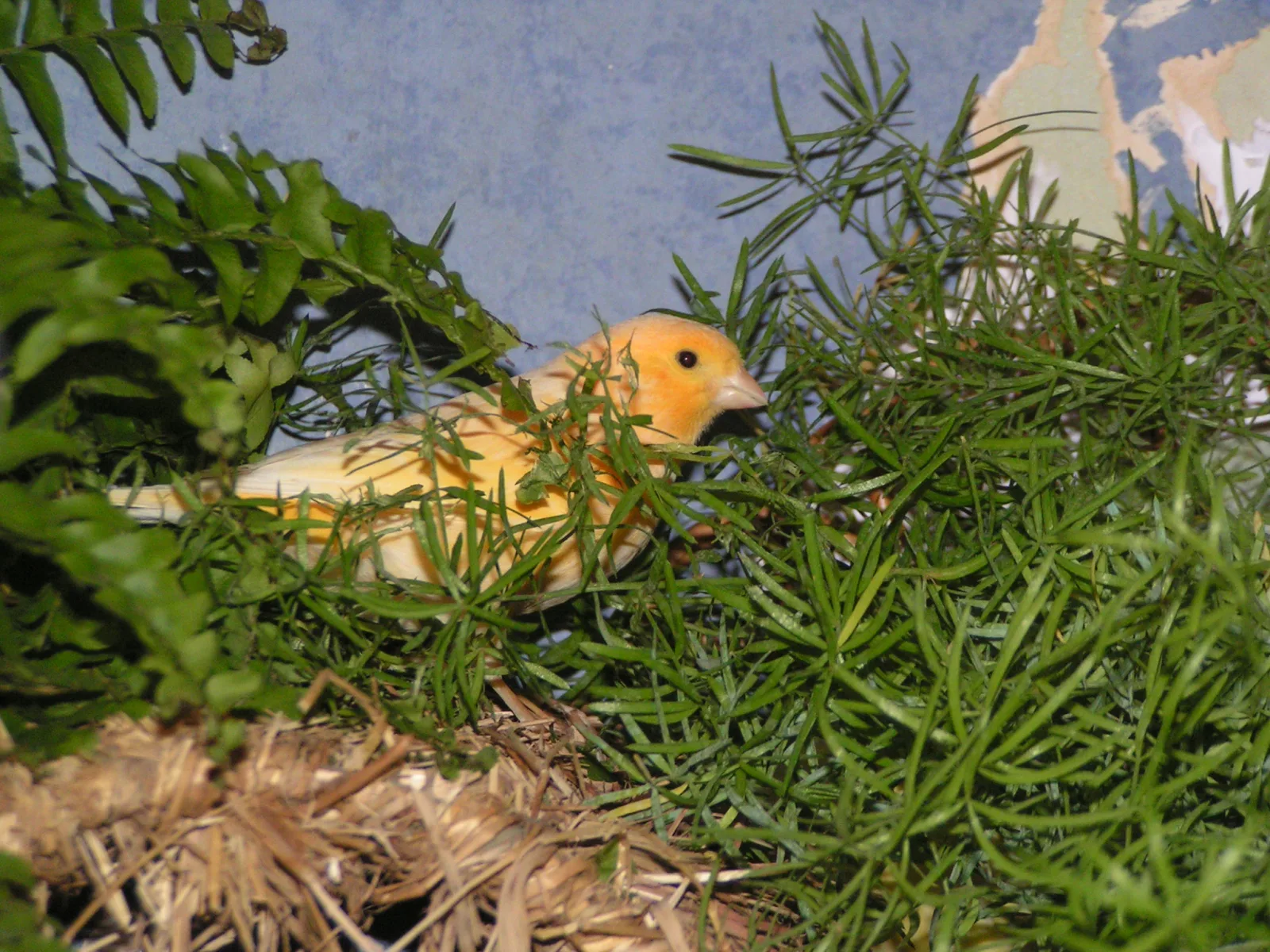 alberto