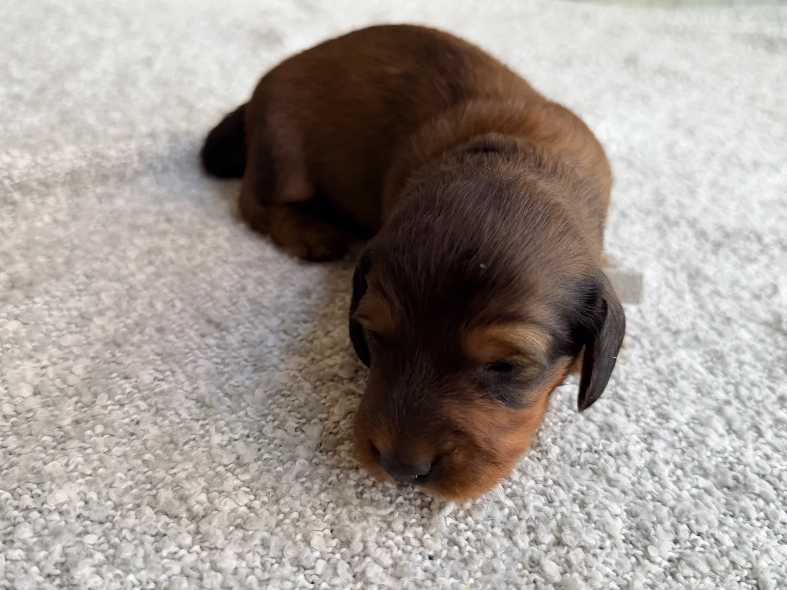 OSCAR