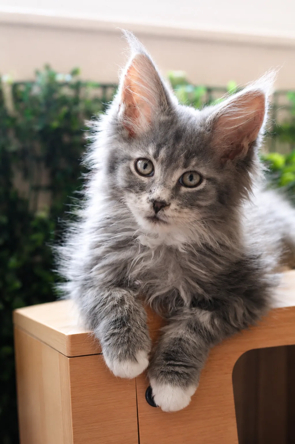Bellatrix