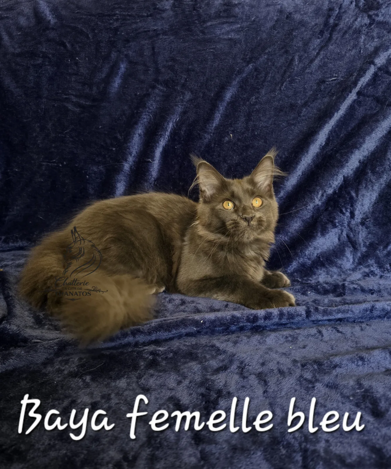 Baya de la cité de Thanatos