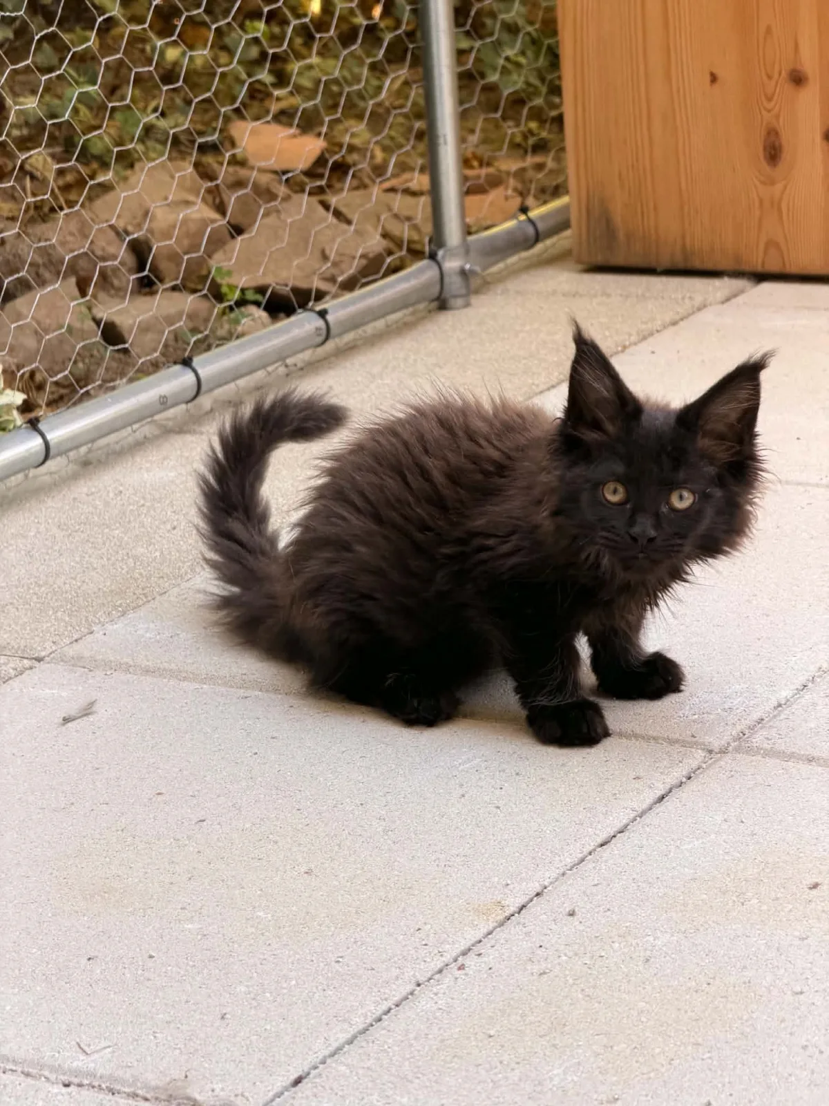 Bellatrix