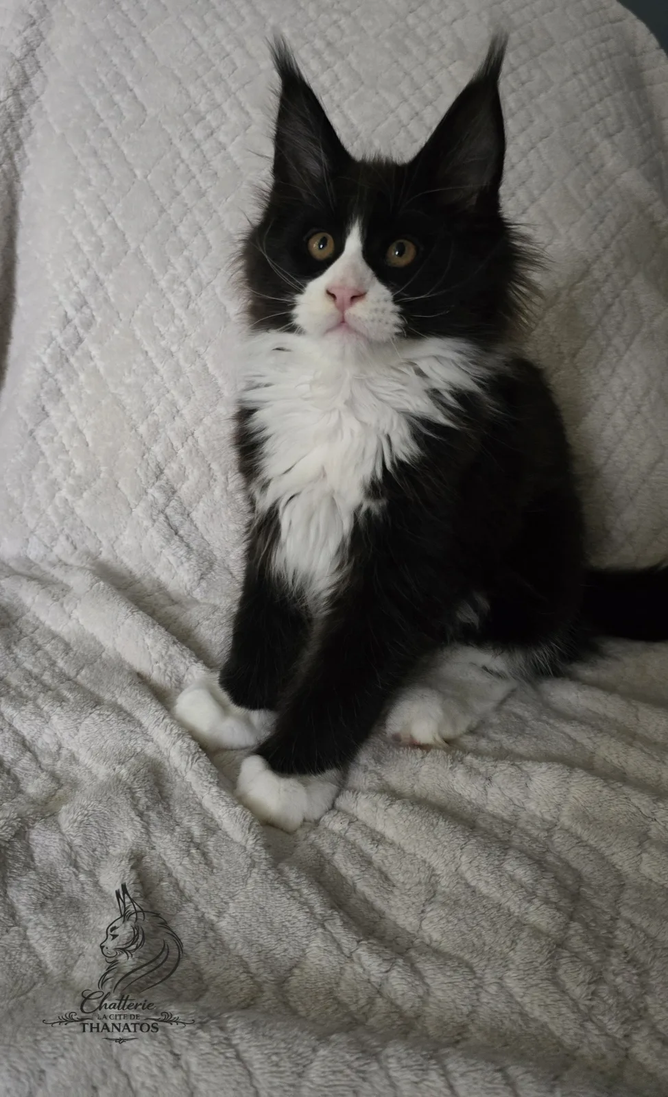 B'oreo de la cité de Thanatos
