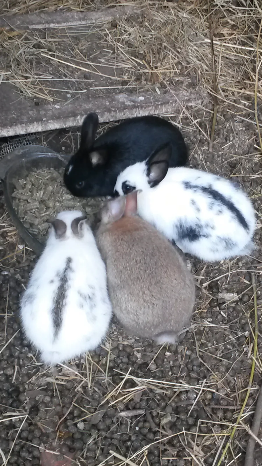 Bugs Bunny