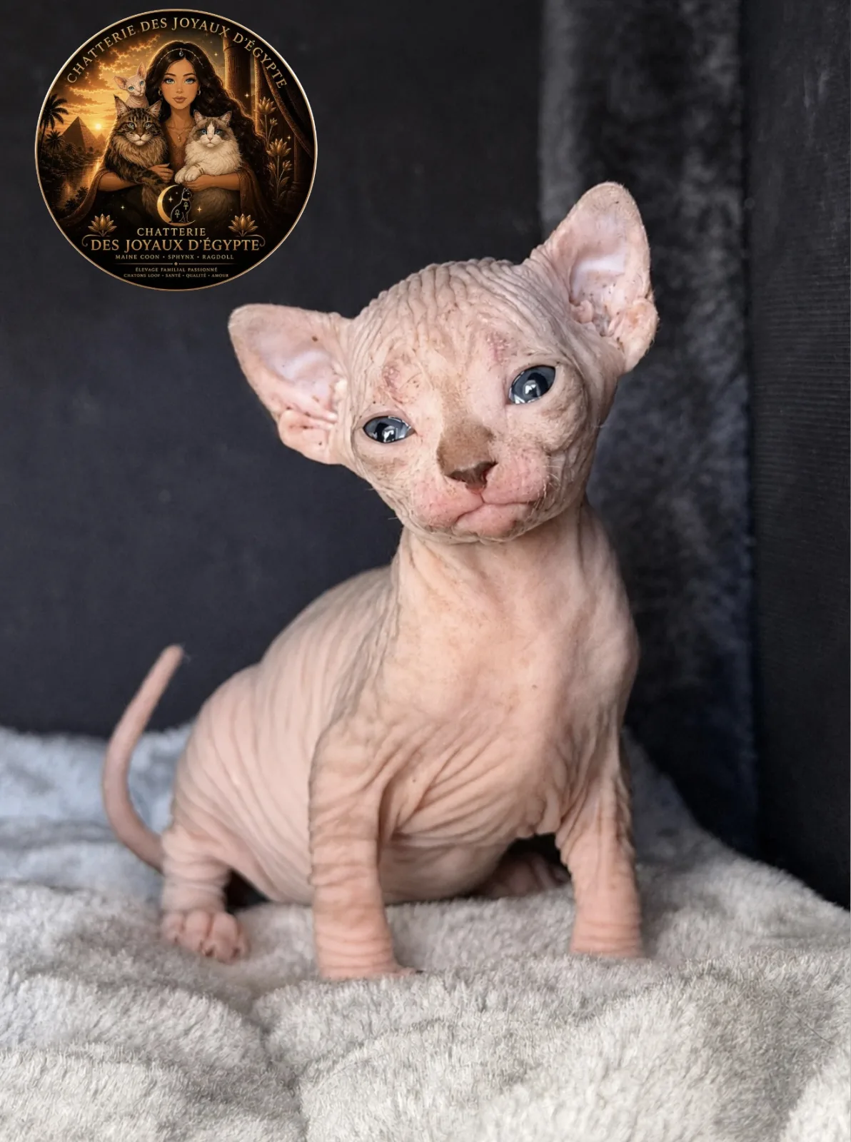 Bastet