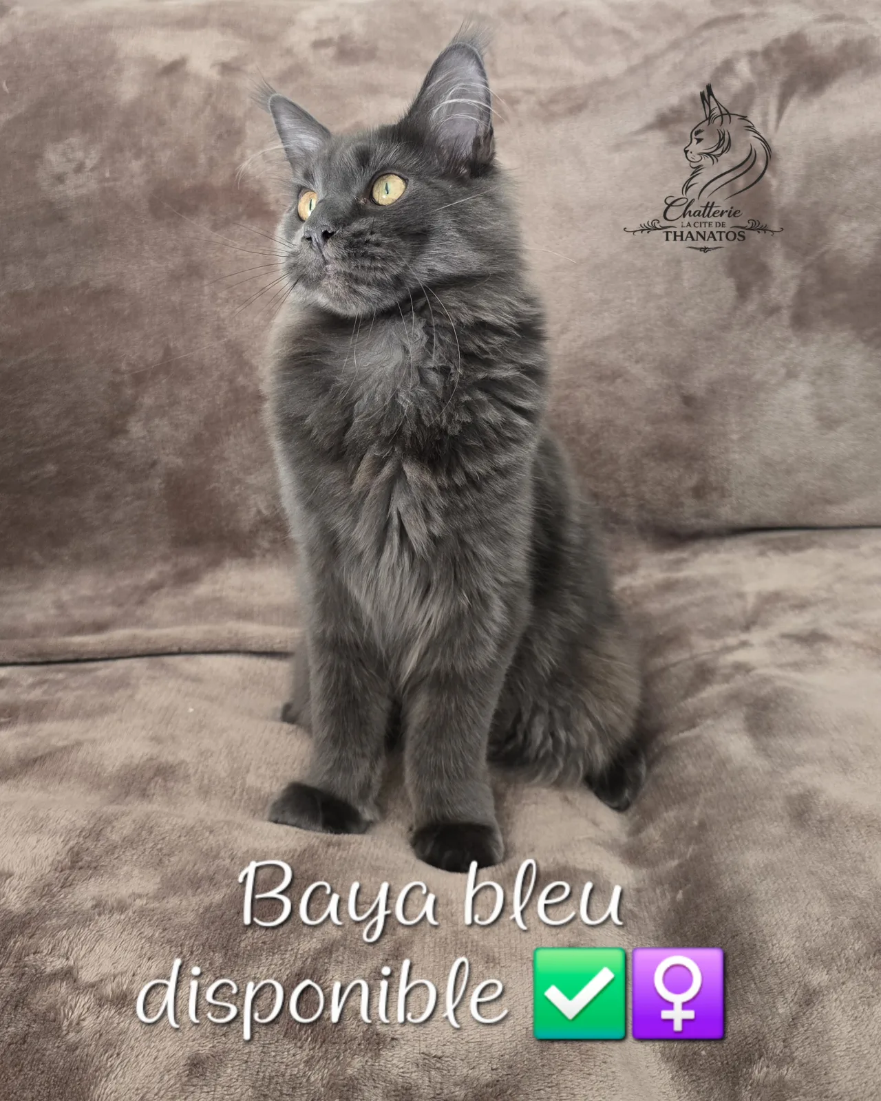 Baya de la cité de Thanatos