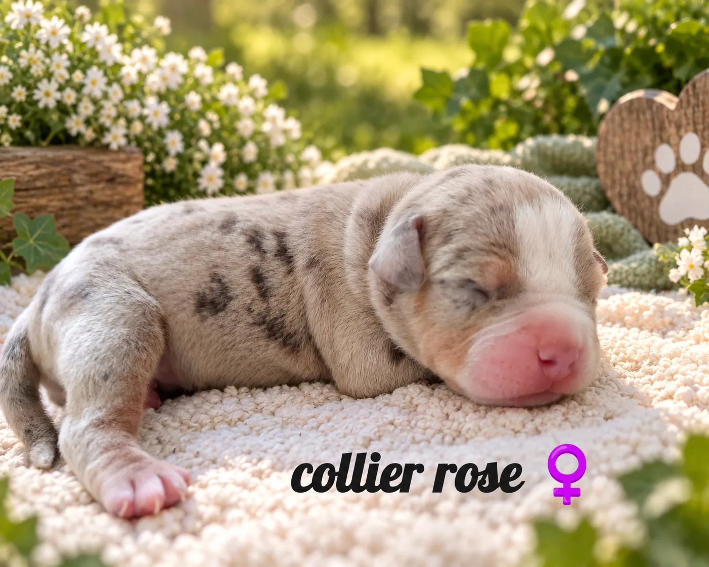 collier rose