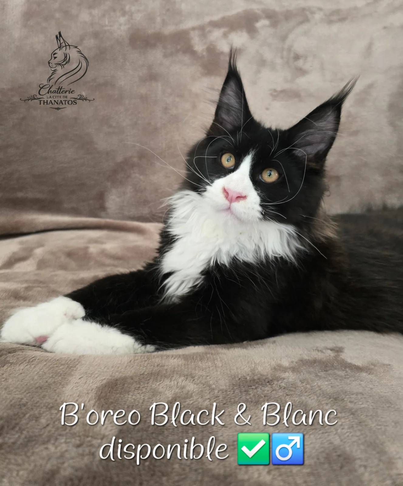 B'oreo de la cité de Thanatos