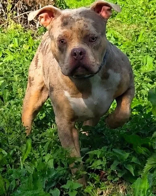 Phoenix Bully's Kennel Phantom