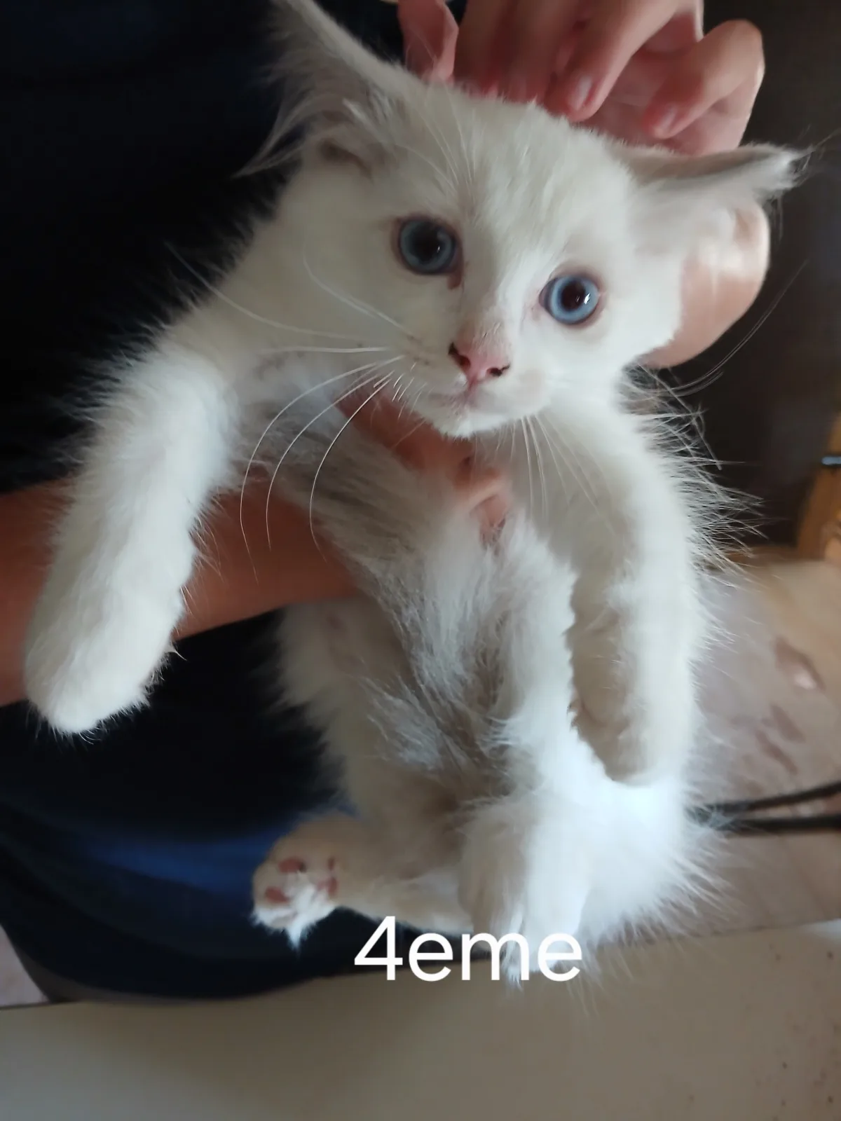 BELLE