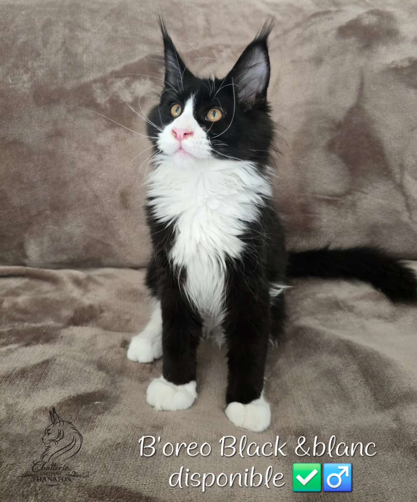 B'oreo de la cité de Thanatos