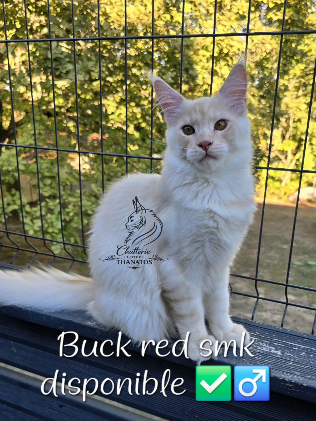 Buck de la cité de Thanatos