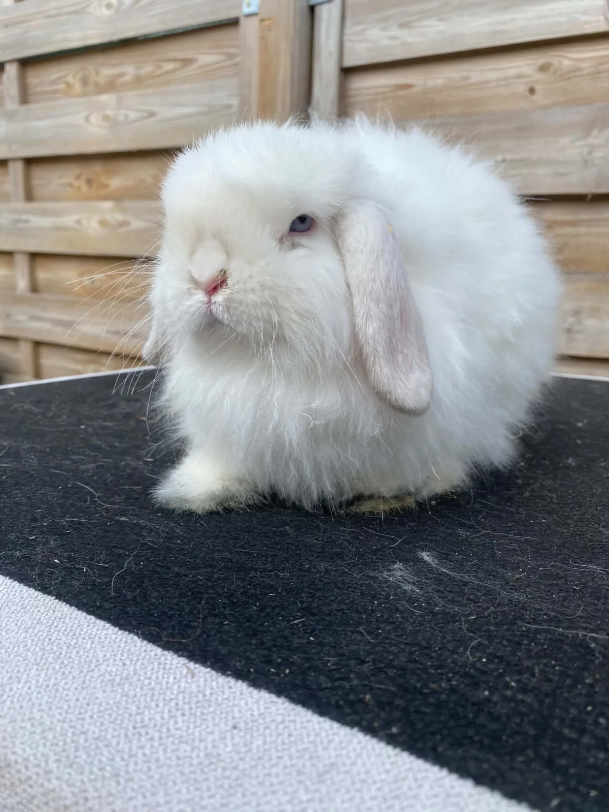 Blanco