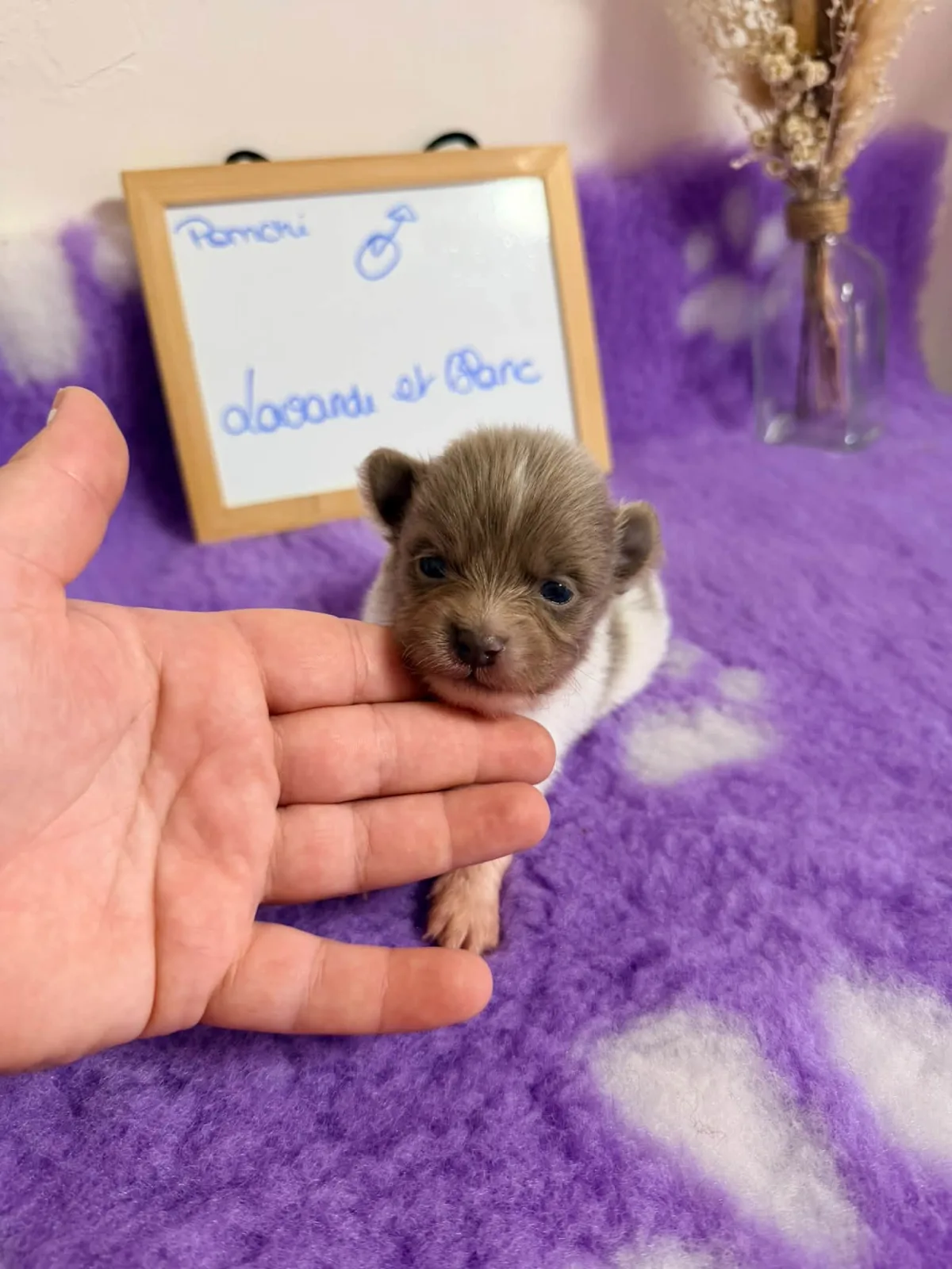 male lavande et blanc