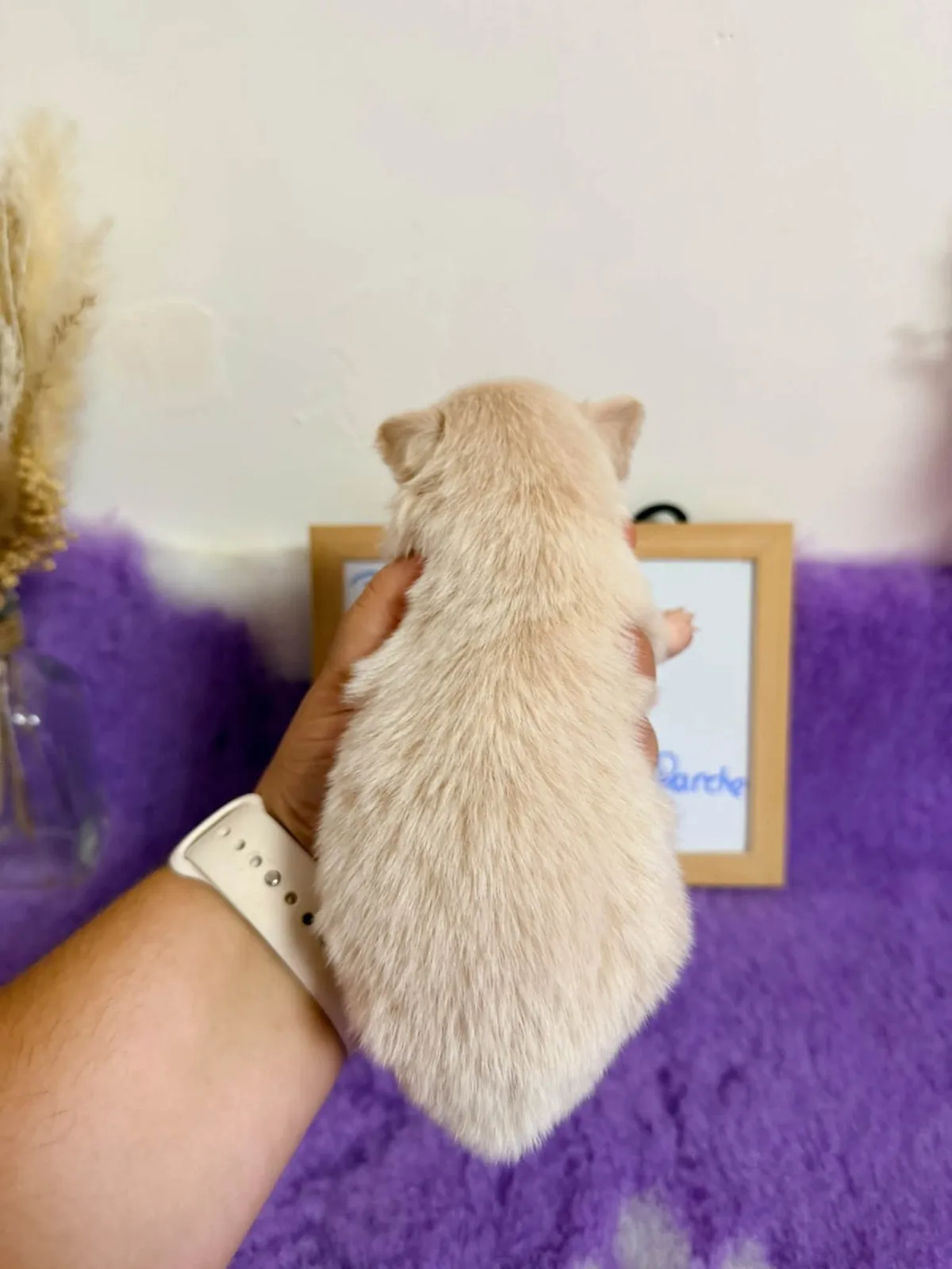 Femelle creme tache blanche