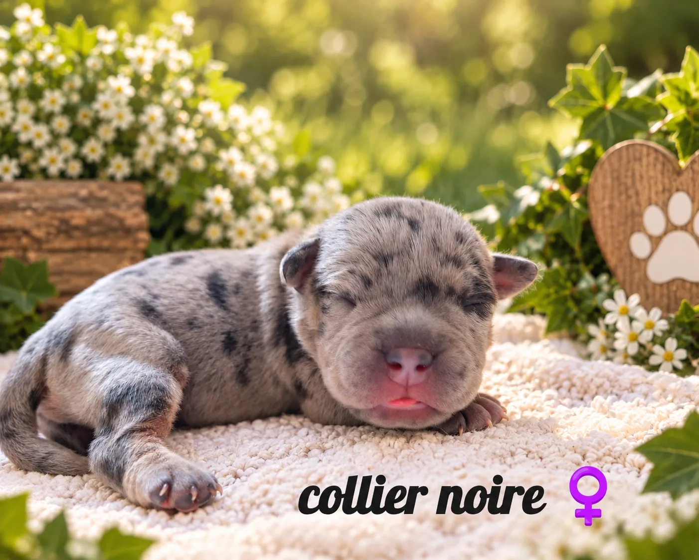 collier noir