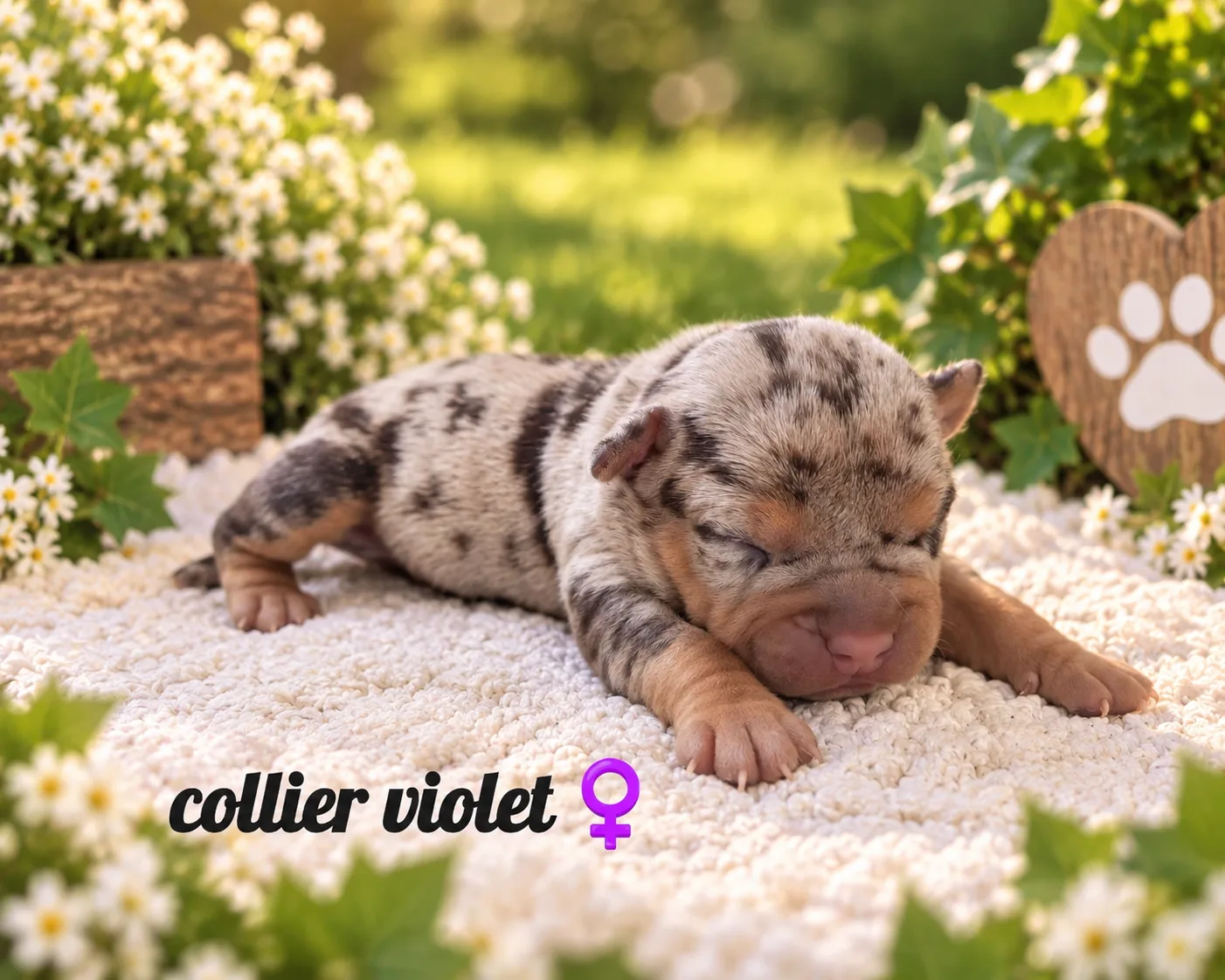 collier violet