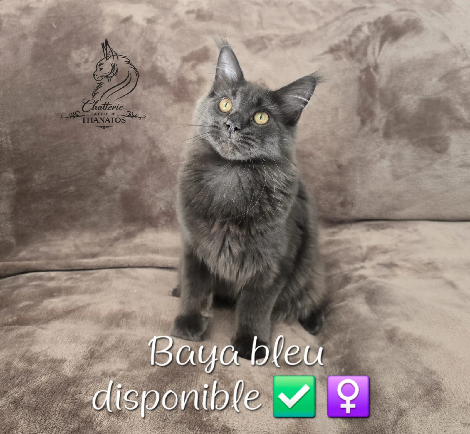 Baya de la cité de Thanatos
