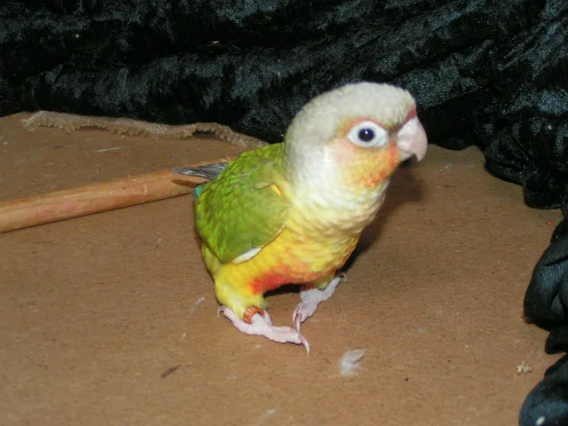 Toupie