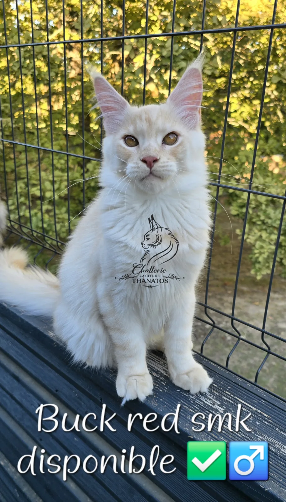 Buck de la cité de Thanatos