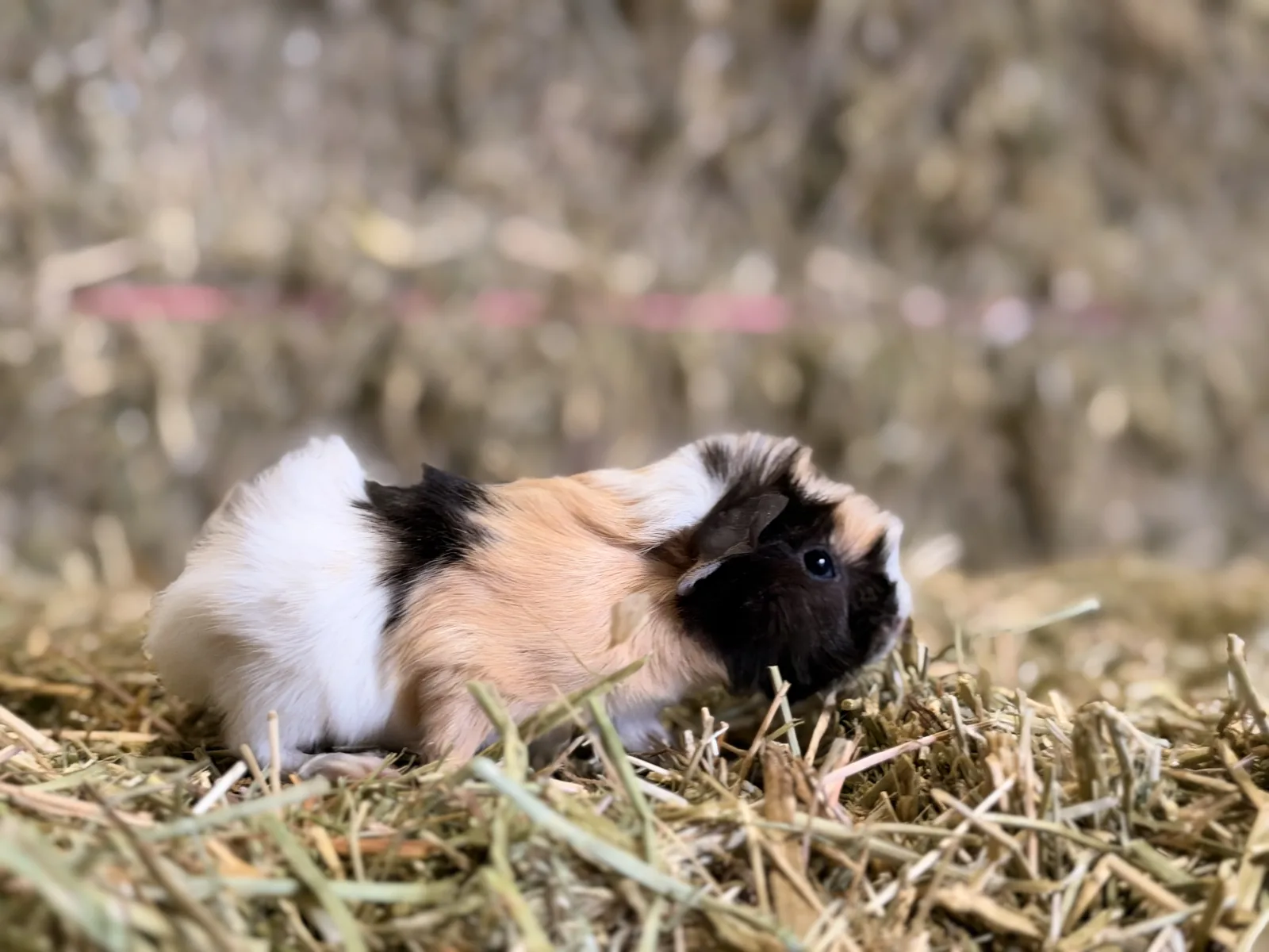 Femelle Cochon D'inde Pour COMPAGNIE
