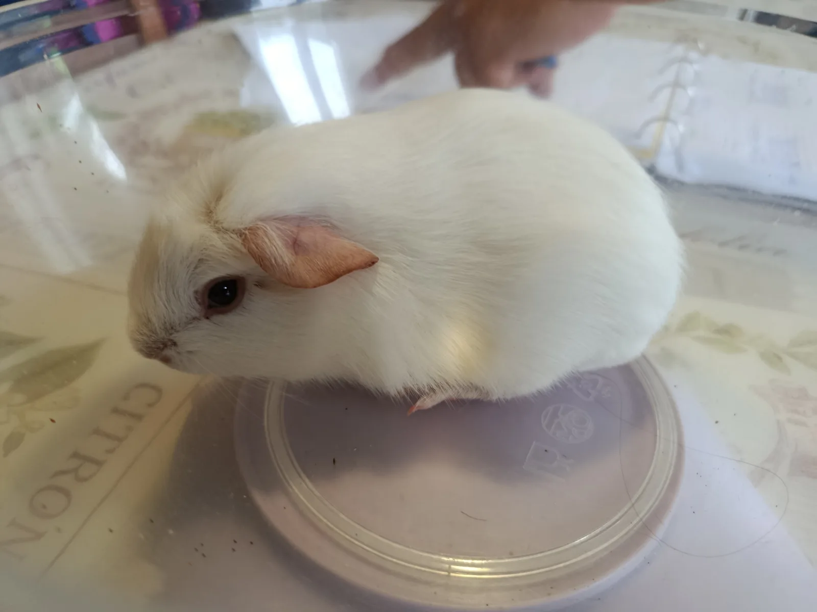 Mâle Upl Blanc